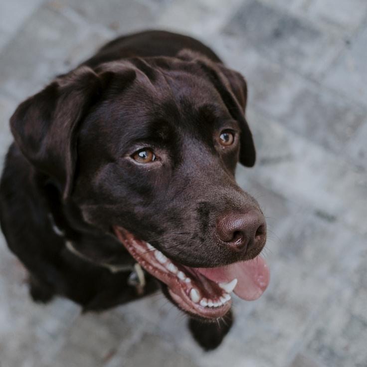 Portrait of a group coordinator and fusion cooking expert